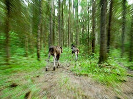 Ferma Elk în excursii kostroma, lapte lăsat