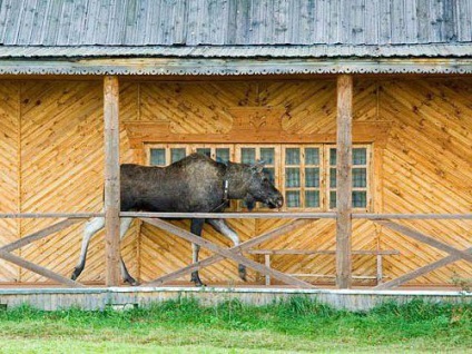 Ferma Elk în excursii kostroma, lapte lăsat