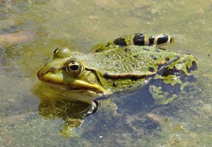 Frog tó (rana ridibunda) - belarus állatvilága
