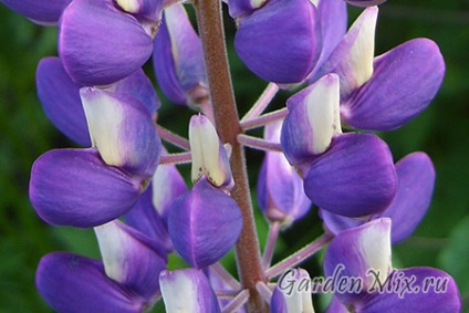 Lupina (lupinus), flori de gradina pe