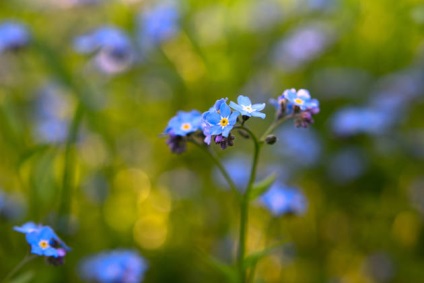 Imagine macro fără obiectiv macro