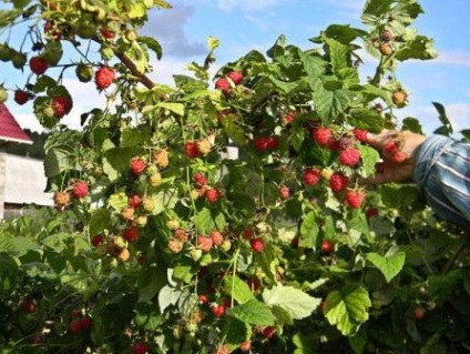 Raspberry tree planting și îngrijirea reproducerii fotografiilor