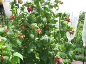 Raspberry faültetés és gondozás fotó reprodukció
