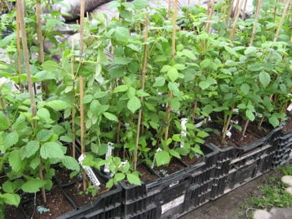 Raspberry tree tarusa plantare, selecție de răsad, cultivare