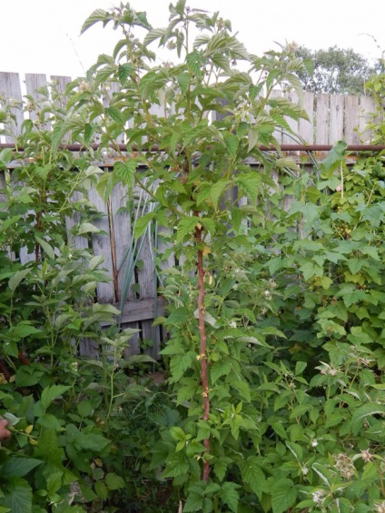 Raspberry tree tarusa plantare, selecție de răsad, cultivare