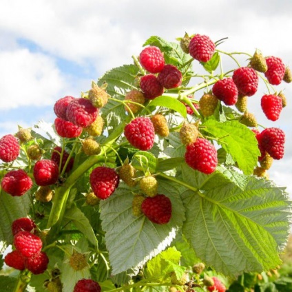 Raspberry tree tarusa plantare, selecție de răsad, cultivare