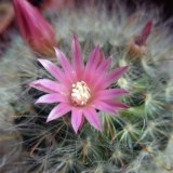 Mammillaria - mammillaria