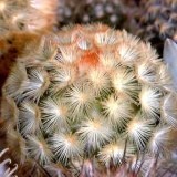 Mammillaria - mammillaria