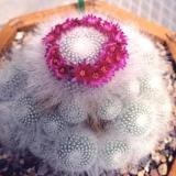 Mammillaria - mammillaria