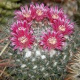 Mammillaria - mammillaria