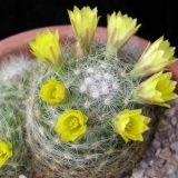 Mammillaria - mammillaria