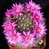 Mammillaria - mammillaria