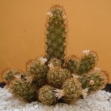 Mammillaria - mammillaria