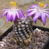 Mammillaria - mammillaria