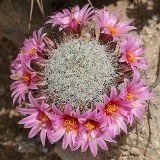 Mammillaria - mammillaria