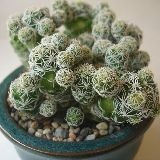 Mammillaria - mammillaria