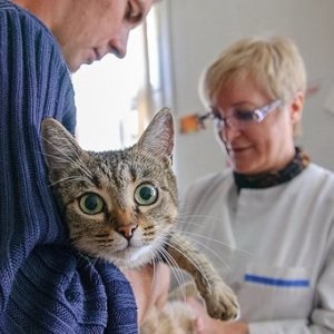 Mastita intr-un tratament de pisica la domiciliu, afla motivele