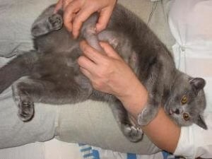 Mastita intr-un tratament de pisica la domiciliu, afla motivele