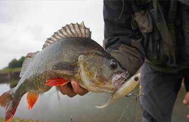 Fish habits - secretele pescuitului modern