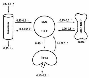 Metabolismul calciului