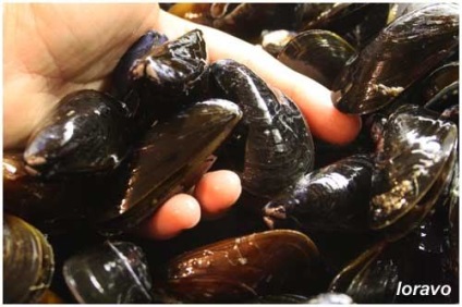 Mușchi într-un sos cu vin alb (moules mariniere), blogul loravo note culinare ale unui designer