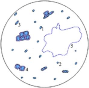 Microflora produselor lactate fermentate