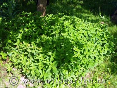 Saponaria - lágyszárú növények - gyümölcs és zöldség kert - vad nyári lakó