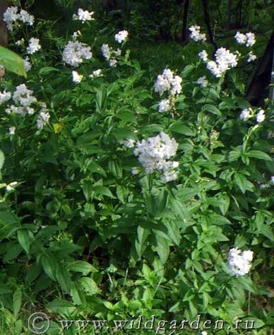 Saponaria - lágyszárú növények - gyümölcs és zöldség kert - vad nyári lakó