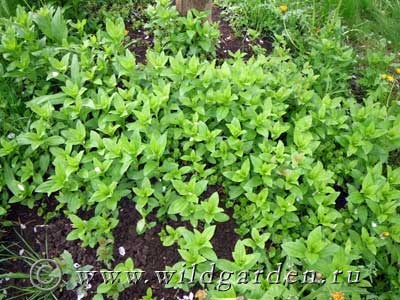 Sapun - plante erbacee - grădină și grădină de legume - rezident sălbatic de vară