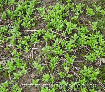 Sapun - plante erbacee - grădină și grădină de legume - rezident sălbatic de vară