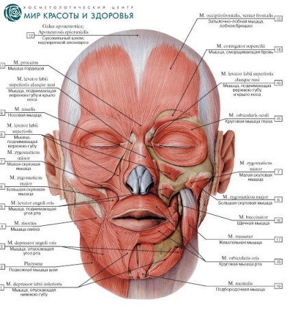Mușchii feței