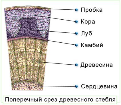 Morfologia tragerilor frunzelor, anatomia tulpinilor plantelor lemnoase