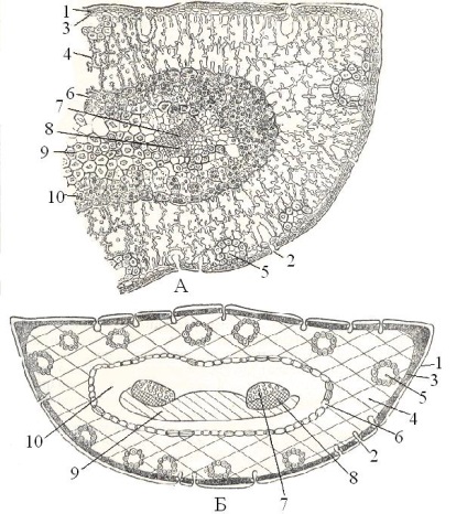 Morfologia tragerilor frunzelor, anatomia tulpinilor plantelor lemnoase