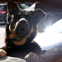 Moszkva, hírek, Moszkovitok megtilthatják a nagy kutyák karbantartását az apartmanokban