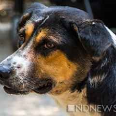 Moscova, știri, moscoviți pot interzice întreținerea câinilor mari în apartamente