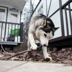 Moscova, știri, moscoviți pot interzice întreținerea câinilor mari în apartamente