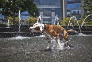 Lehet-e fürödni a kutyát a melegben és milyen gyakran a kutya tanácsát