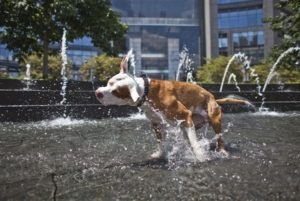 Este posibil să se spele câinele în căldură și cât de des sfatul câinelui