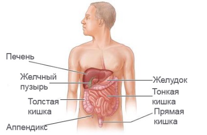 Mirt cavitatea abdominala care organele sunt verificate și ceea ce arată