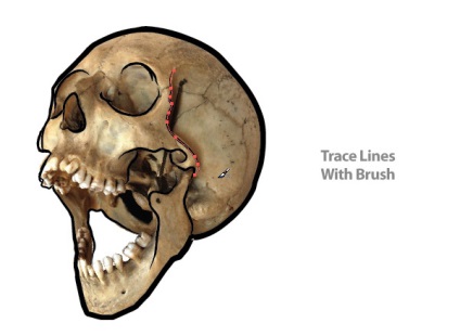 Desenați un craniu vector într-un ilustrator