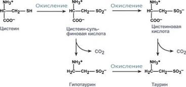 Perturbarea metabolismului metioninei și cisteinei 2