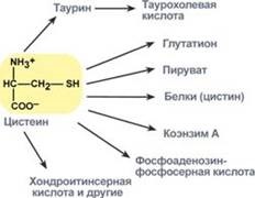 Perturbarea metabolismului metioninei și cisteinei 2