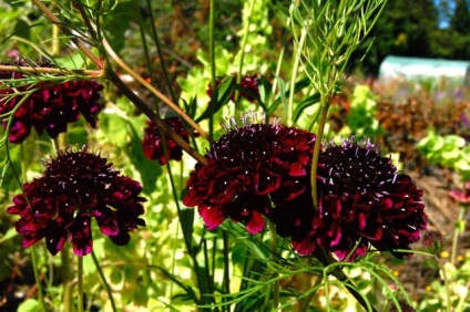 szelíd scabious