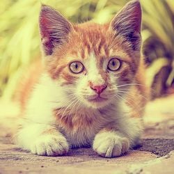 Rase noi de pisici, crescute în ultimii ani - totul despre pisici și pisici cu dragoste