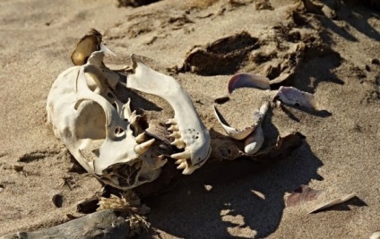 Fragmente de naufragii de pe țărm de schelete (15 fotografii) - presă ventilator - interesantă și fascinantă