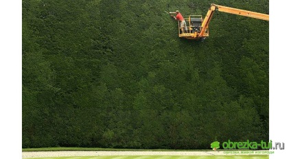 Îndepărtarea tufelor de prundaj tui din coafura tuya tui moscow shaping coroana în