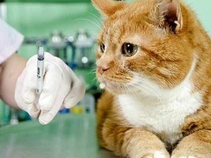 Vaccinarea obligatorie a pisicilor care trebuie să fie într-o pisică