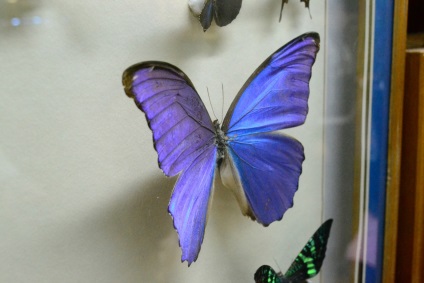 Privire de ansamblu asupra Parcului Butterfly din Ekaterinburg
