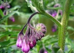 Comfrey officinalis - folosiți