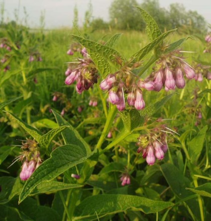 Comfrey officinalis - simptome și tratament cu remedii folk la domiciliu